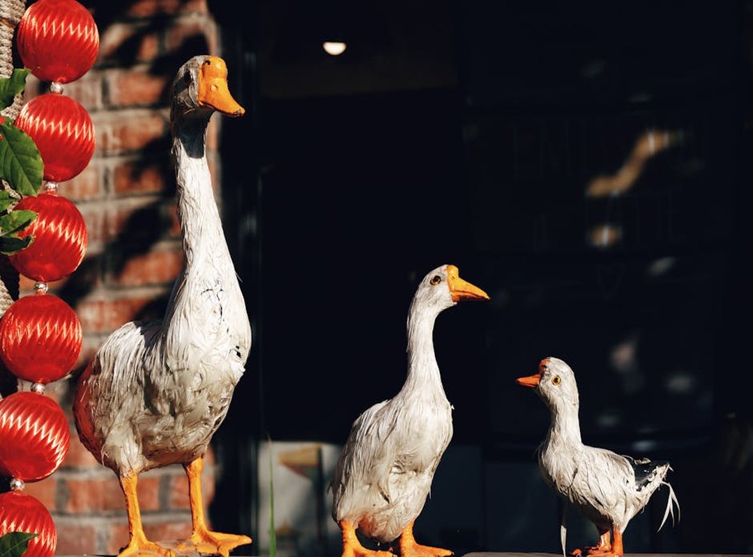 Team Analysis and Predictions