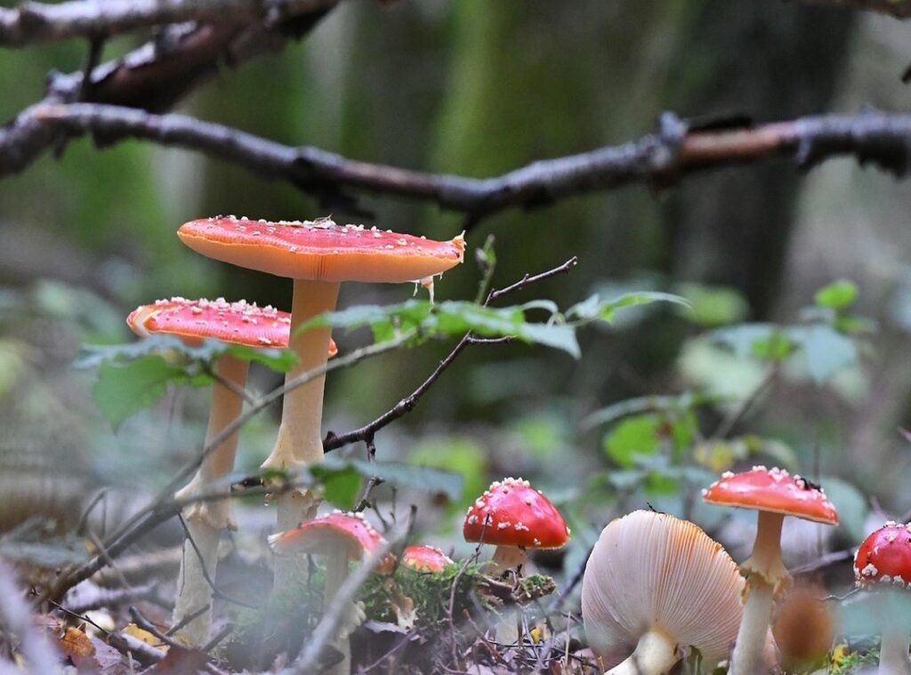 movimiento lluvia gif