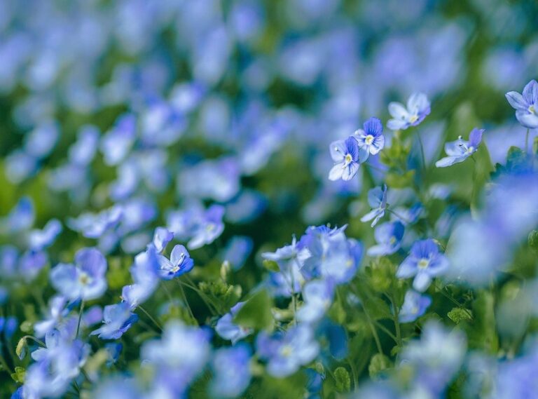windguru santa veronica